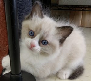 Contact us to reserve your Ragdoll kitten!